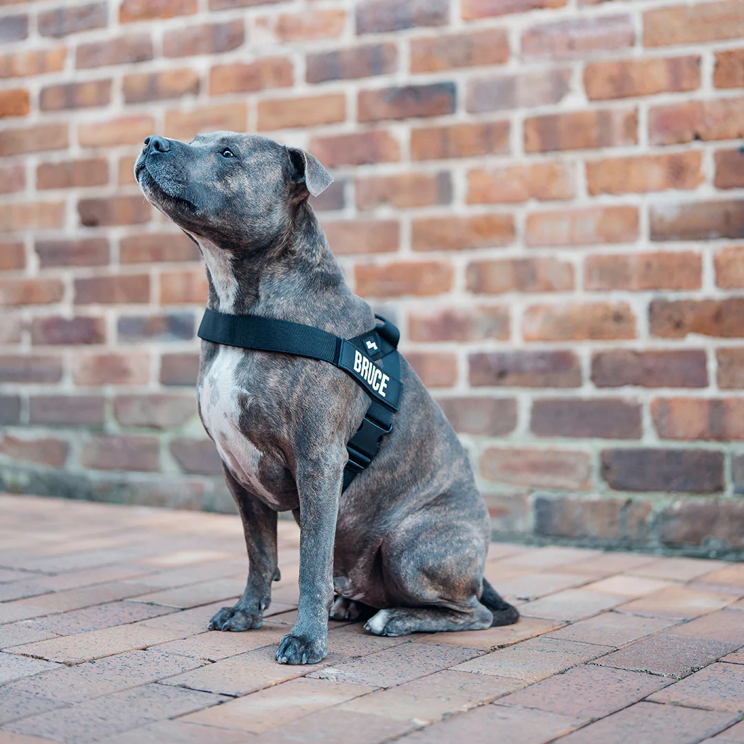 Dog Harness + FREE D-ring - Image 4