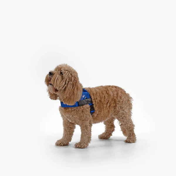 Dog Harness + FREE D-ring - Image 42