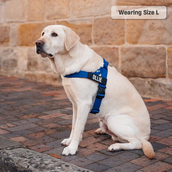 Dog Harness + FREE D-ring - Image 43