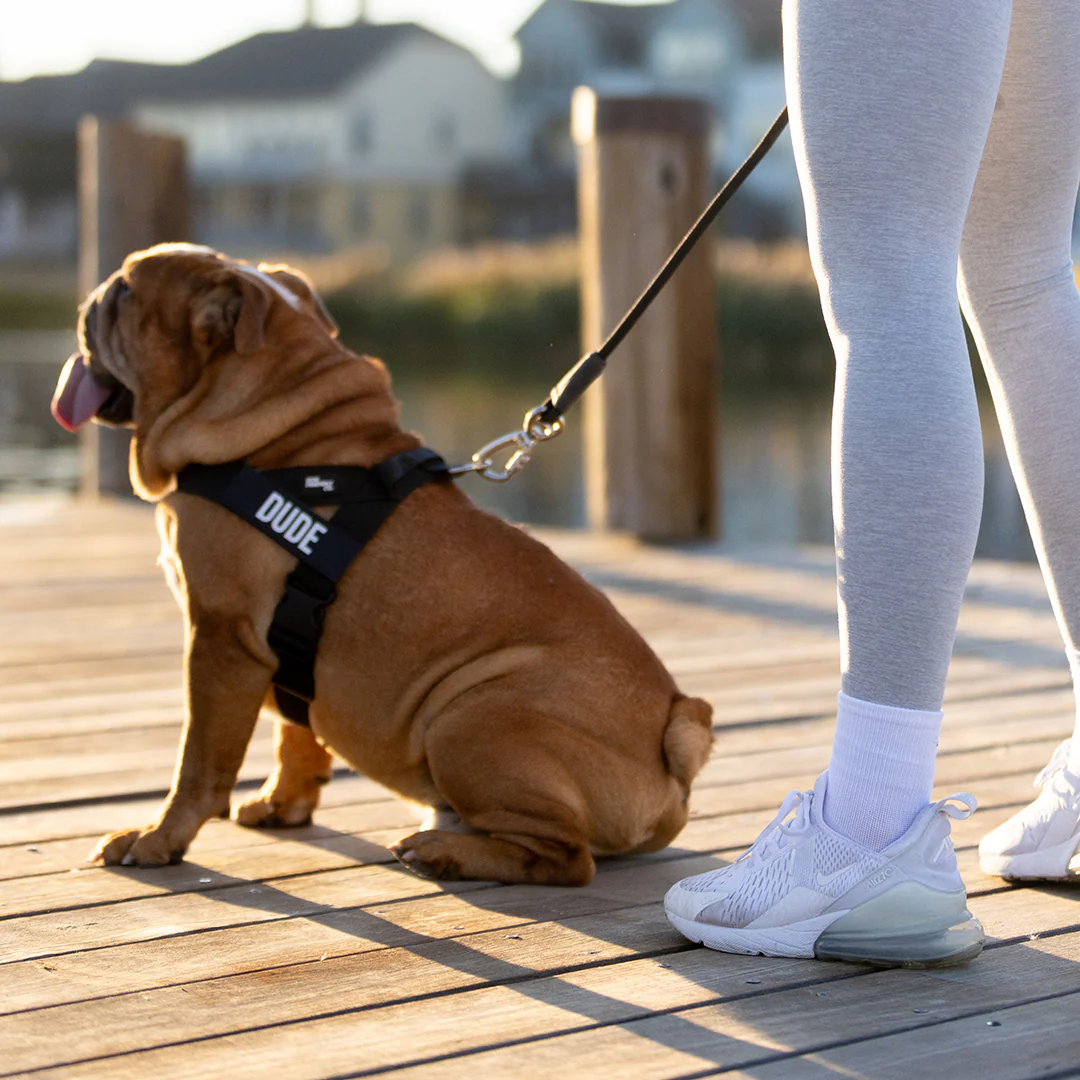 Dog Harness + FREE D-ring - Image 5