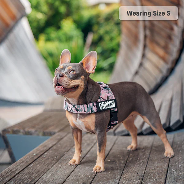 Dog Harness + FREE D-ring - Image 53