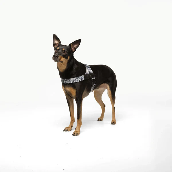 Dog Harness + FREE D-ring - Image 57