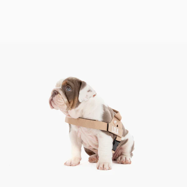 Dog Harness + FREE D-ring - Image 62