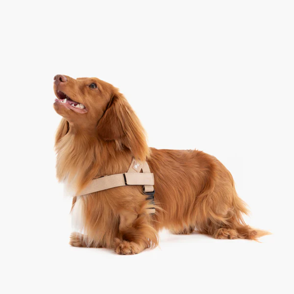 Dog Harness + FREE D-ring - Image 63