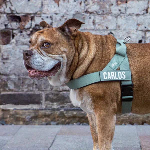 Dog Harness + FREE D-ring - Image 67