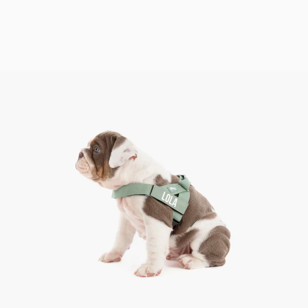 Dog Harness + FREE D-ring - Image 69