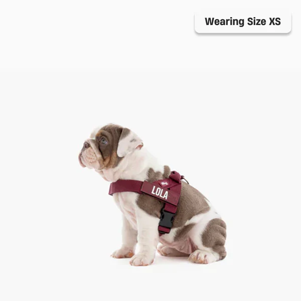 Dog Harness + FREE D-ring - Image 75