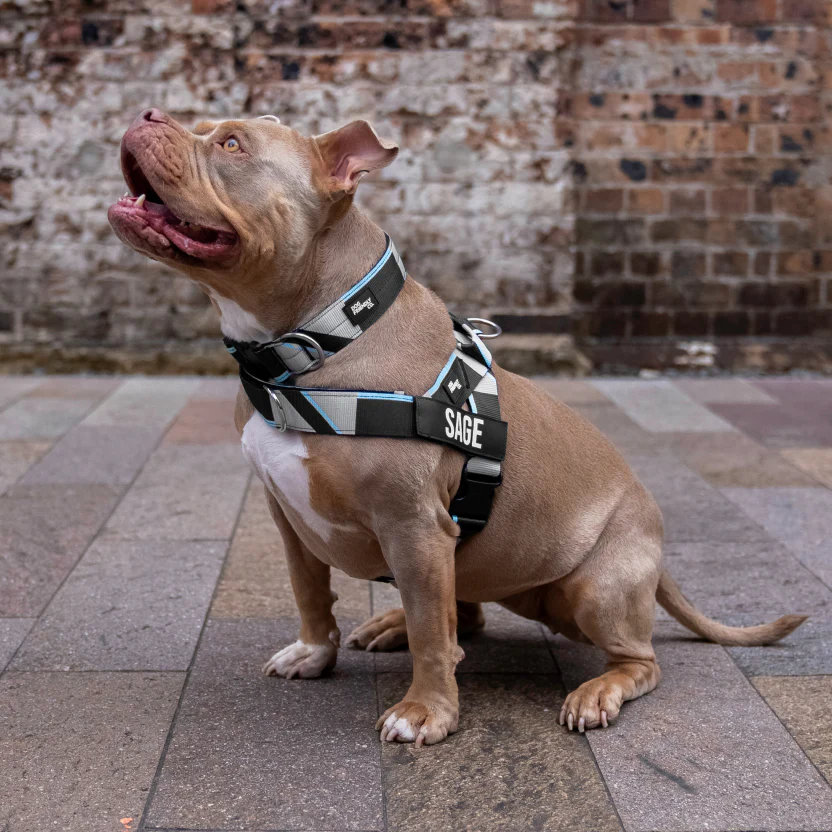Bungee Dog Leash - Image 82