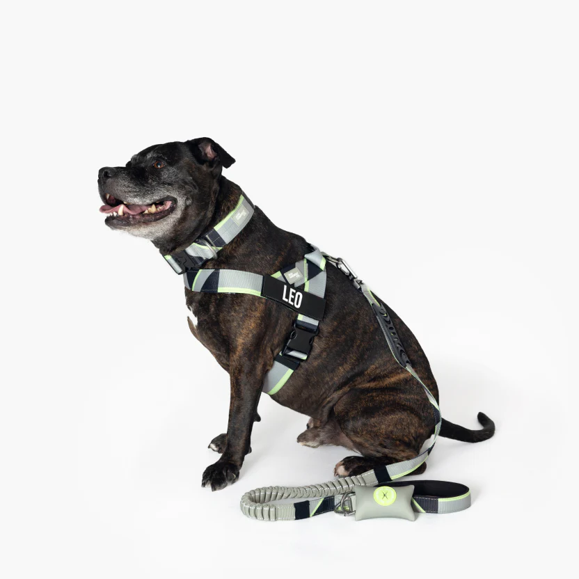 Bungee Dog Leash - Image 83