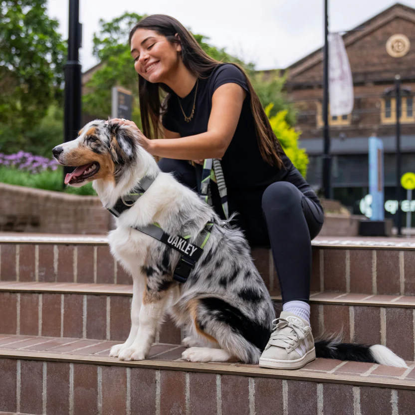Bungee Dog Leash - Image 84