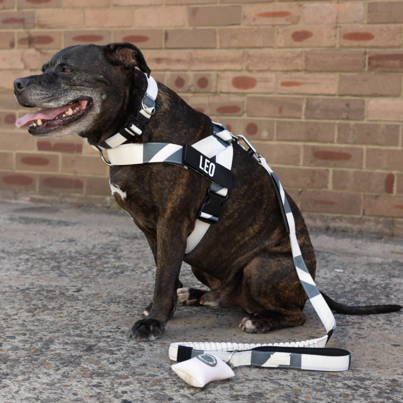Tactical Dog Collar - Limited Edition Beige - Image 4