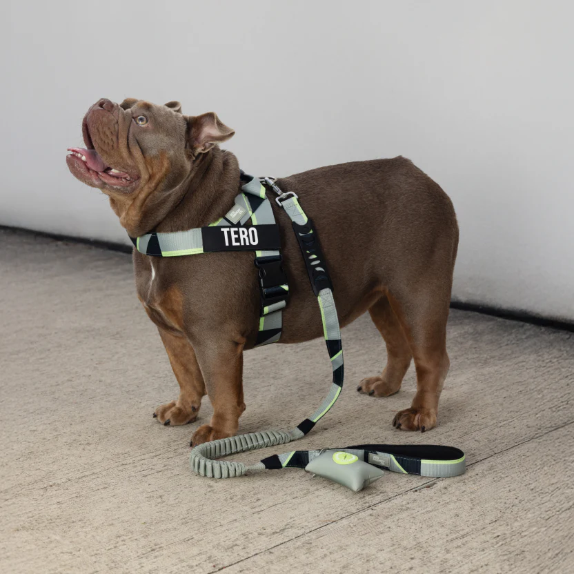 Bungee Dog Leash - Image 86