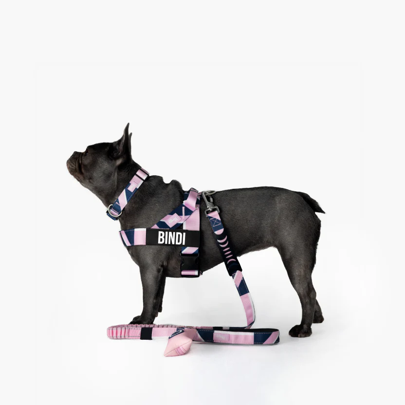 Bungee Dog Leash - Image 89