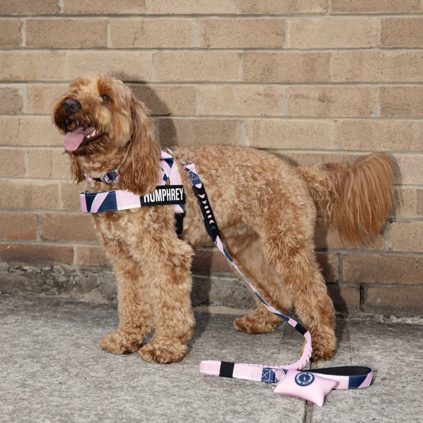 Bungee Dog Leash - Image 91