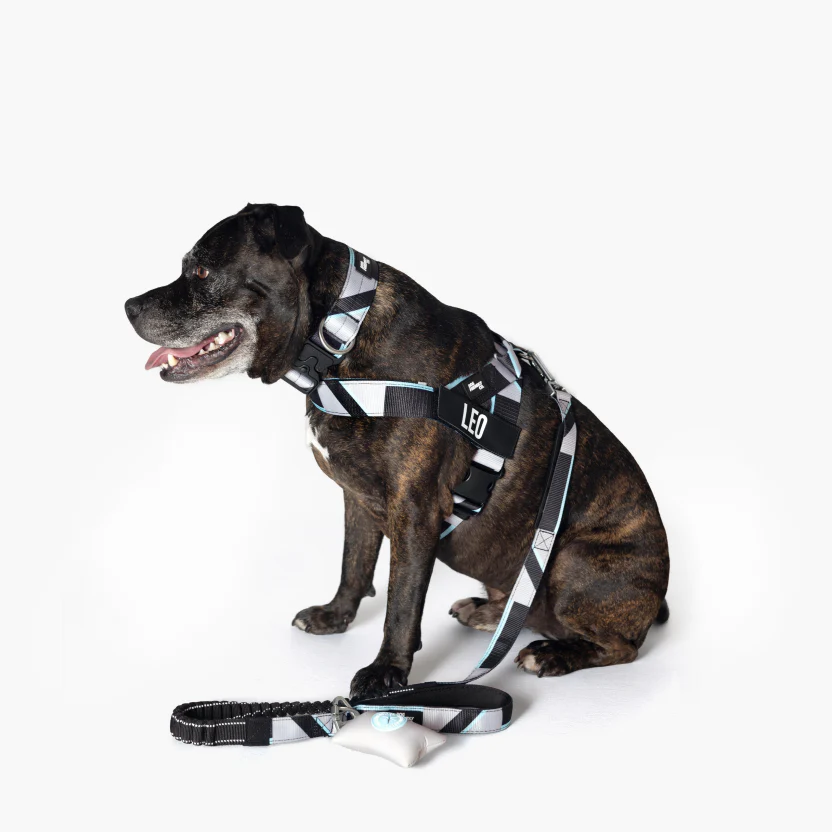 Bungee Dog Leash - Image 93