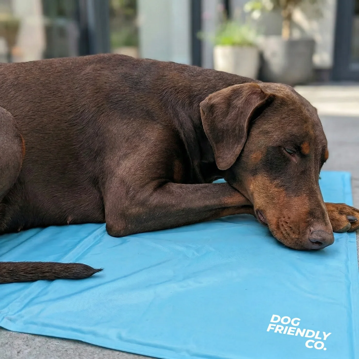 Dog Cooling Mat - Image 4