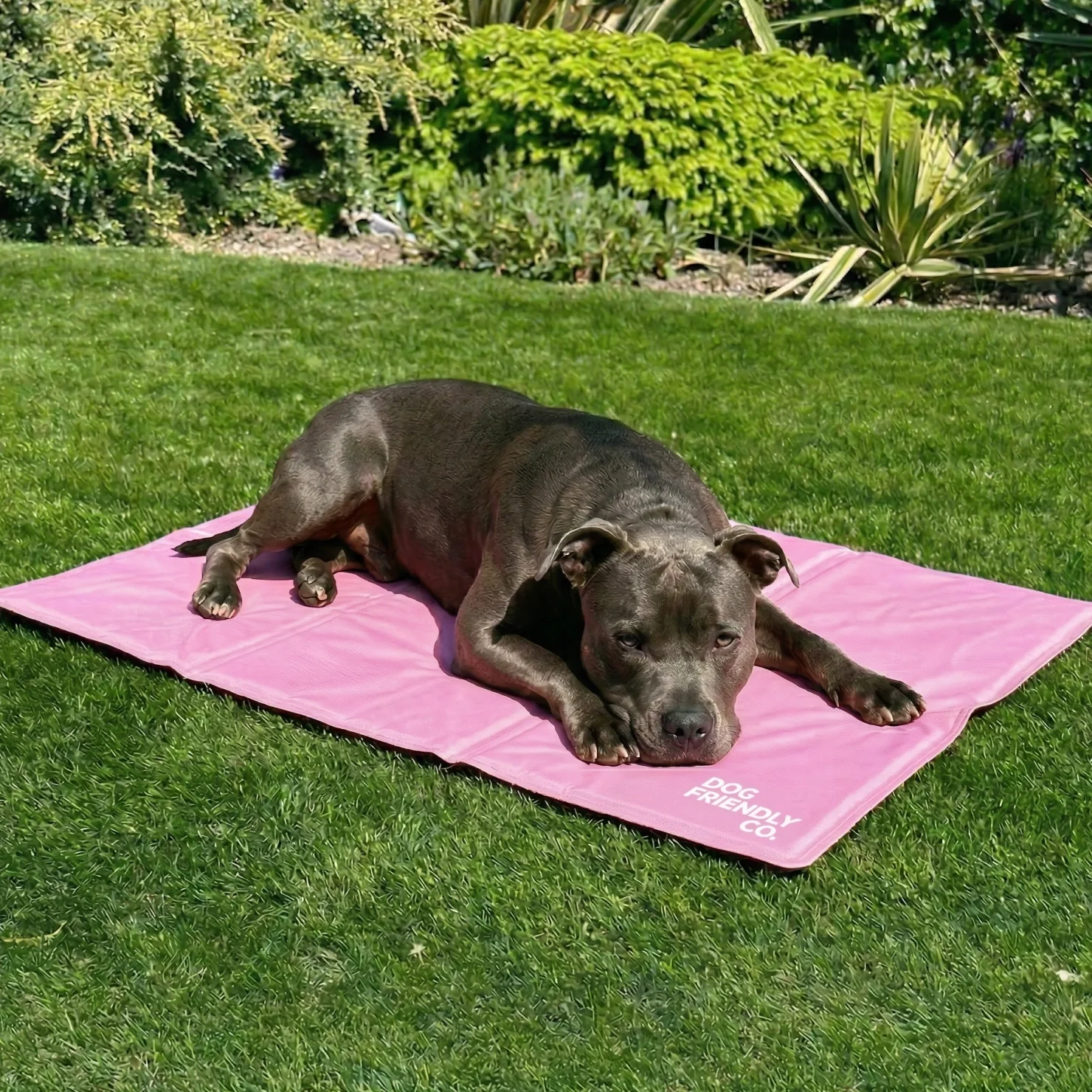 Dog Cooling Mat - Image 8