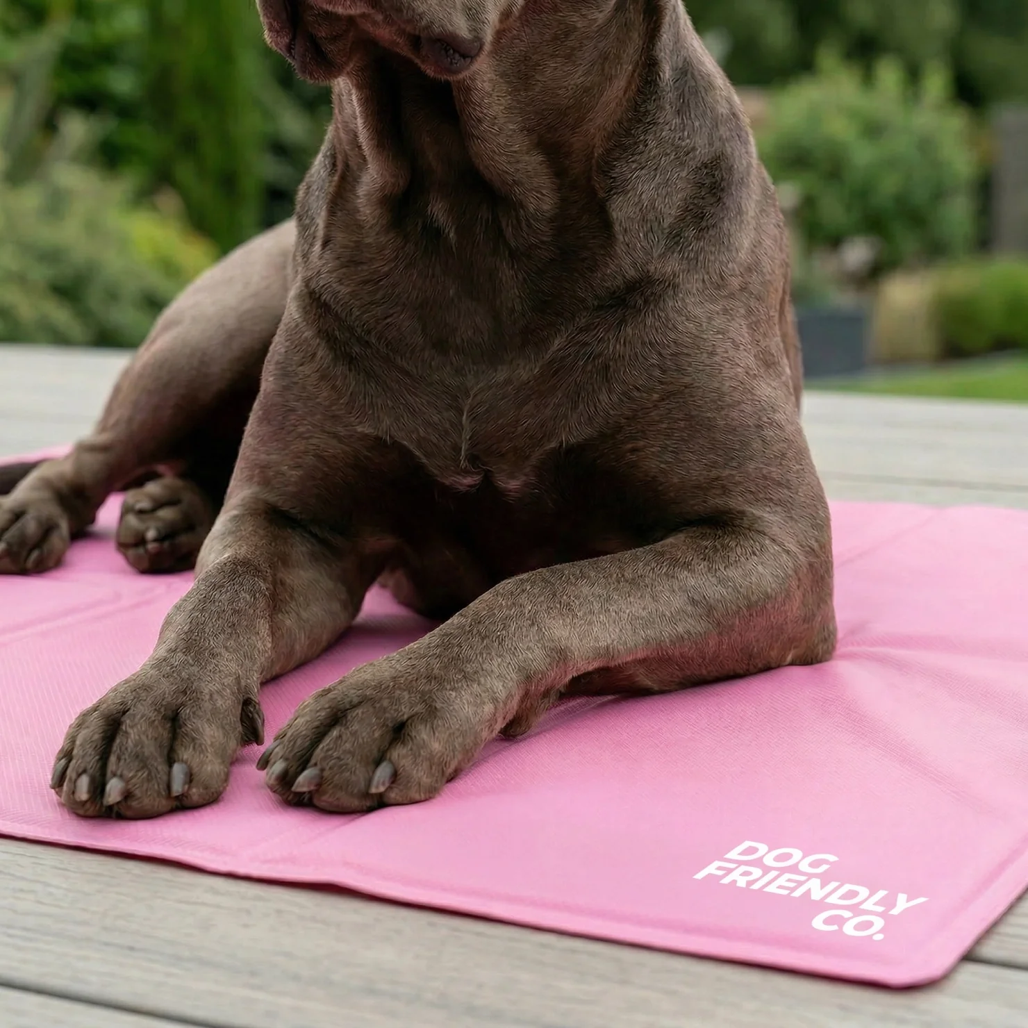 Dog Cooling Mat - Image 9