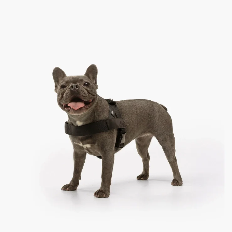 Personalised Dog Harness - Black - Image 4