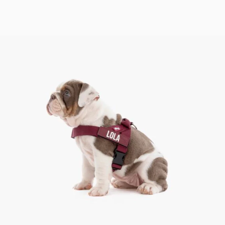 Personalised Dog Harness - Burgundy - Image 4