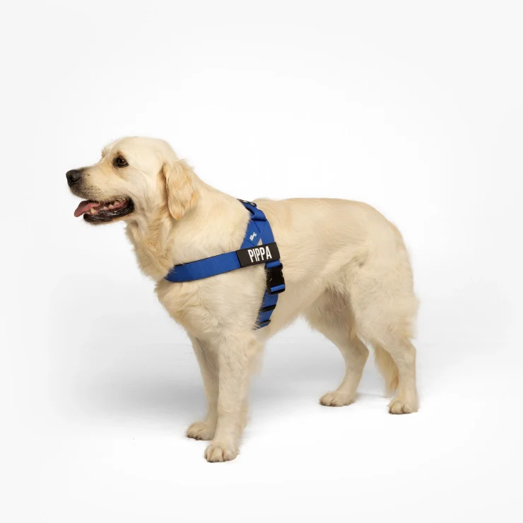 Personalised Dog Harness - Classic Blue - Image 3