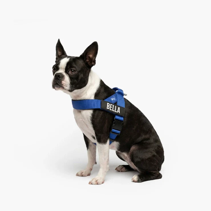 Personalised Dog Harness - Classic Blue - Image 4