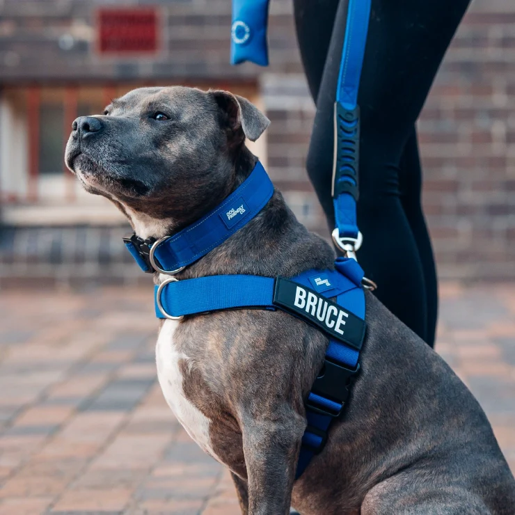 Personalised Dog Harness - Classic Blue - Image 6