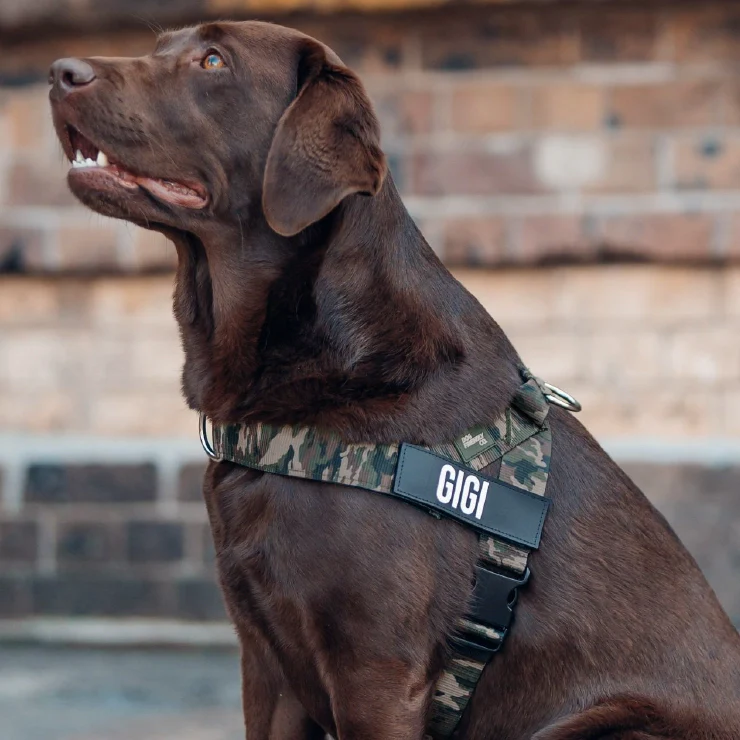 Personalised Dog Harness - Green Camo - Image 6