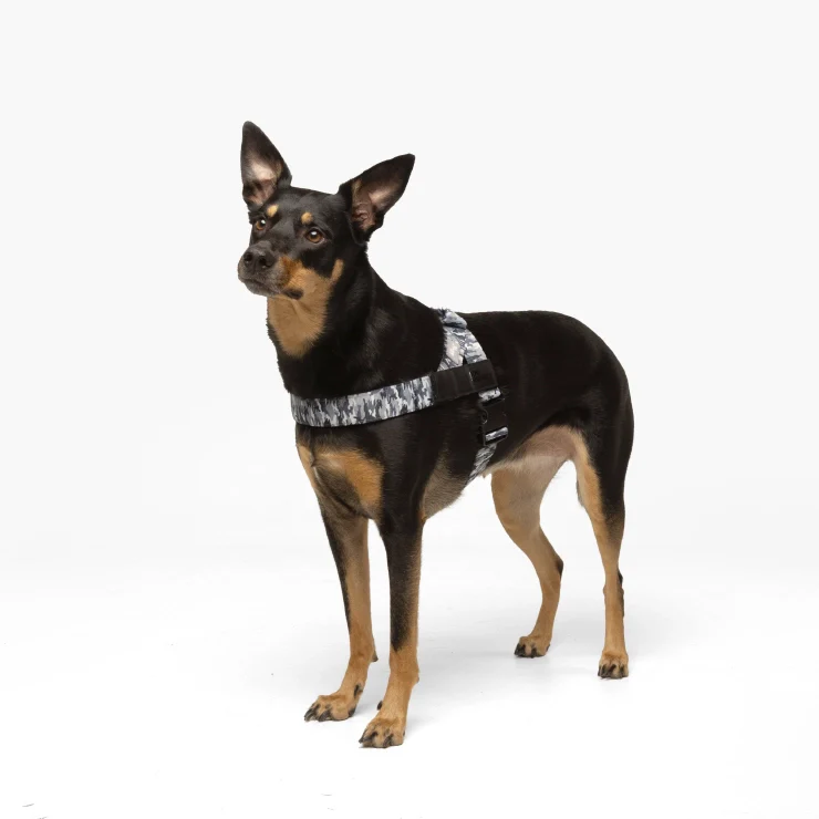 Personalised Dog Harness - Grey Camo - Image 3