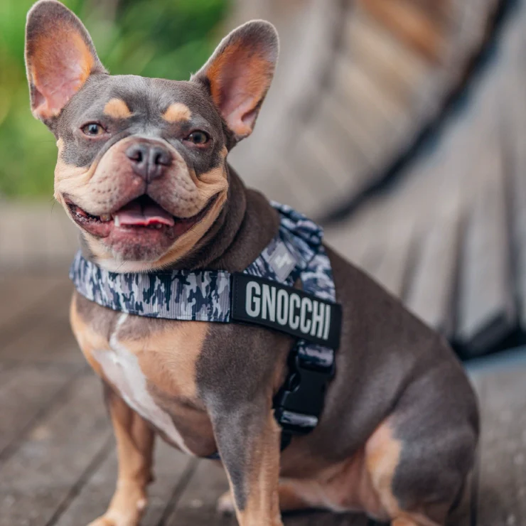 Personalised Dog Harness - Grey Camo - Image 6