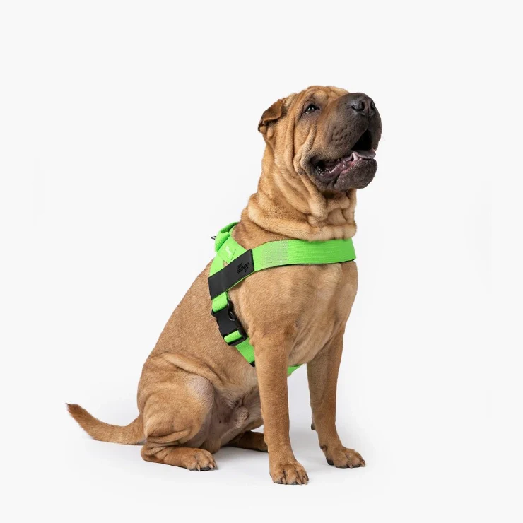 Personalised Dog Harness - Neon Green - Image 3