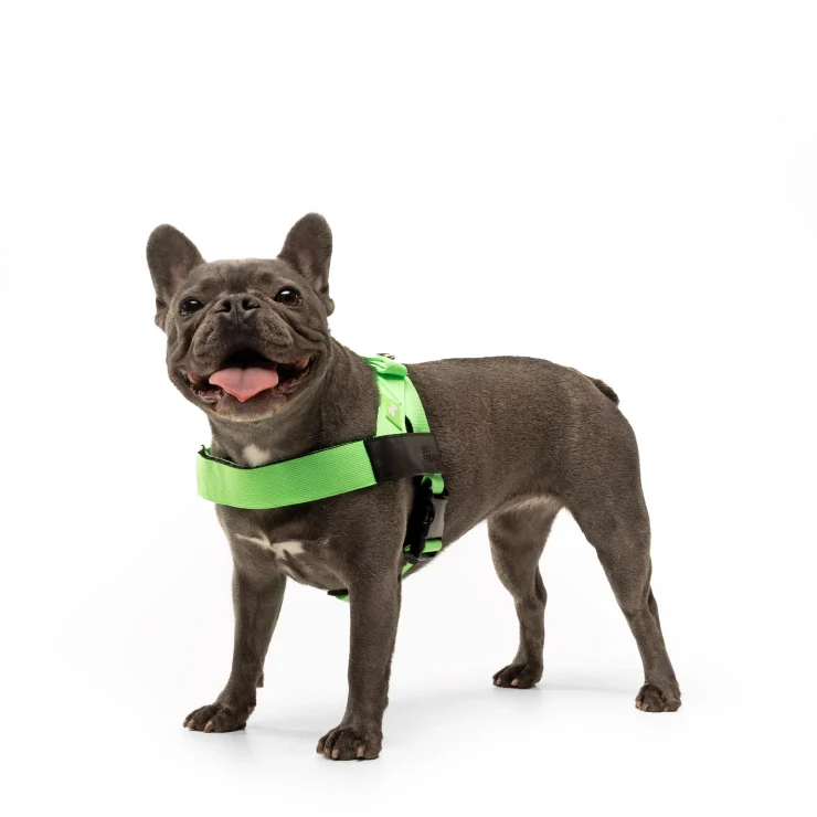 Personalised Dog Harness - Neon Green - Image 4
