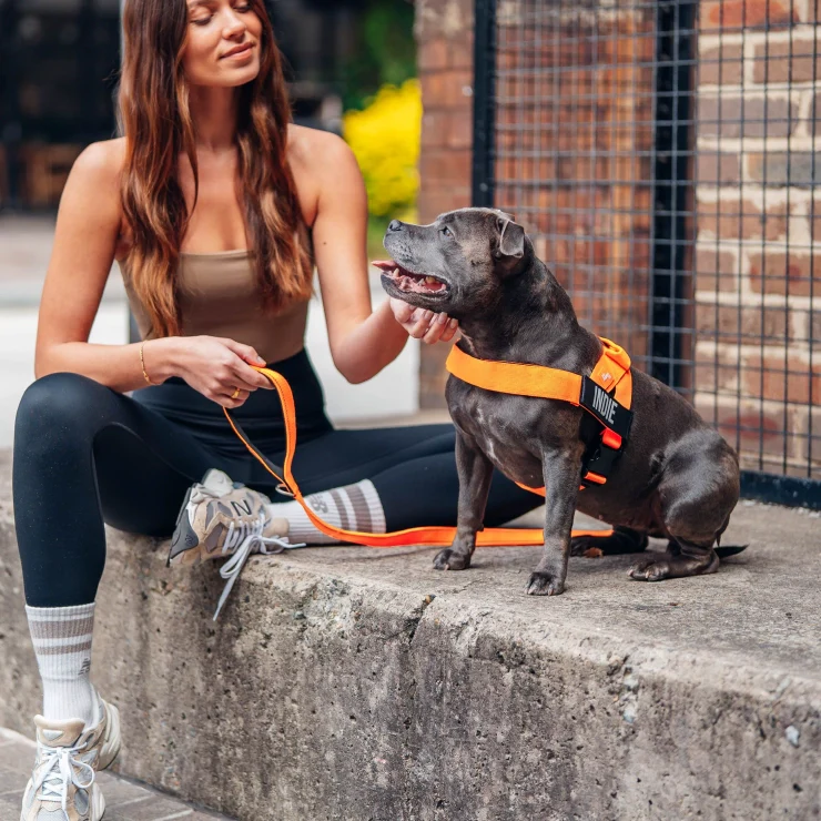Personalised Dog Harness - Hi-vis Orange - Image 5