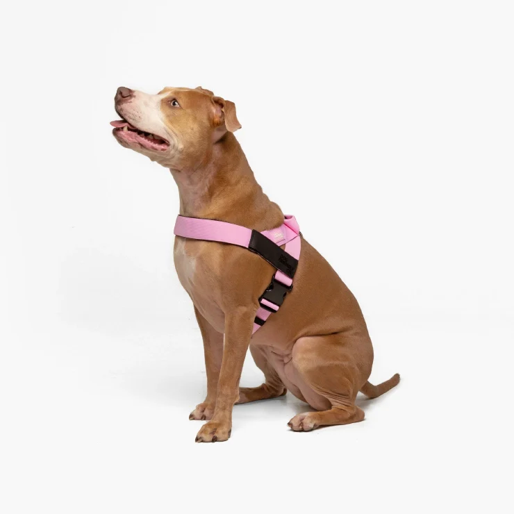 Personalised Dog Harness - Pink - Image 3