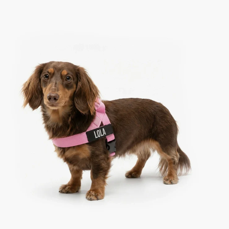 Personalised Dog Harness - Pink - Image 4
