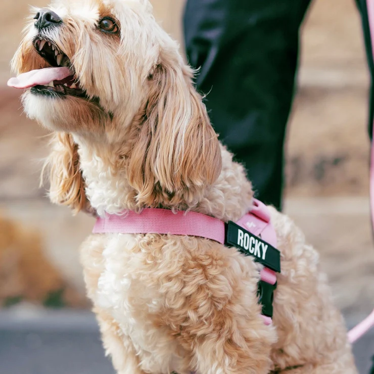 Personalised Dog Harness - Pink - Image 6