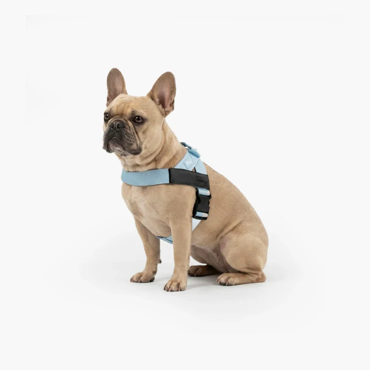 Personalised Dog Harness - Sky Blue - Image 4