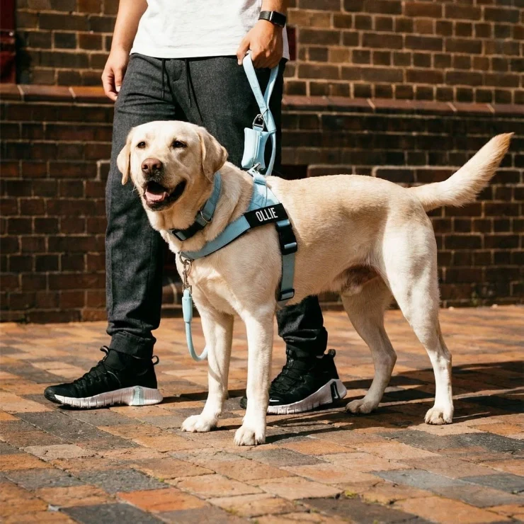 Personalised Dog Harness - Sky Blue - Image 5