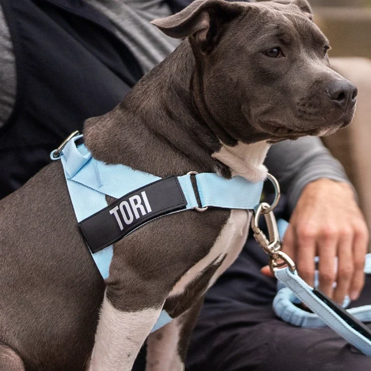 Personalised Dog Harness - Sky Blue - Image 6