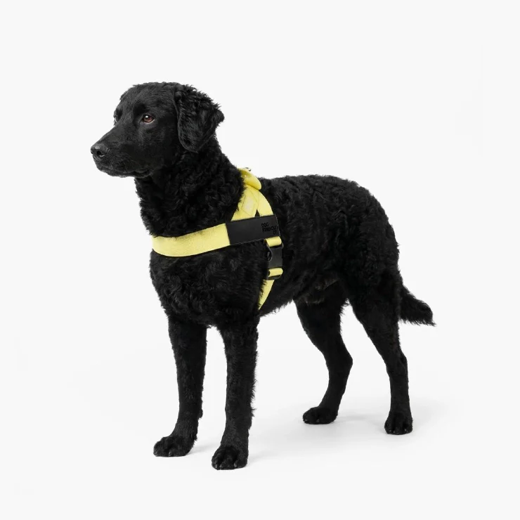 Personalised Dog Harness - Yellow - Image 3