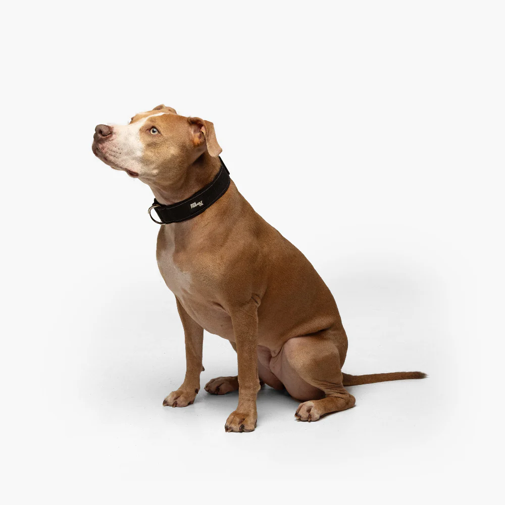 Dog Lovers Pack - Black - Image 12