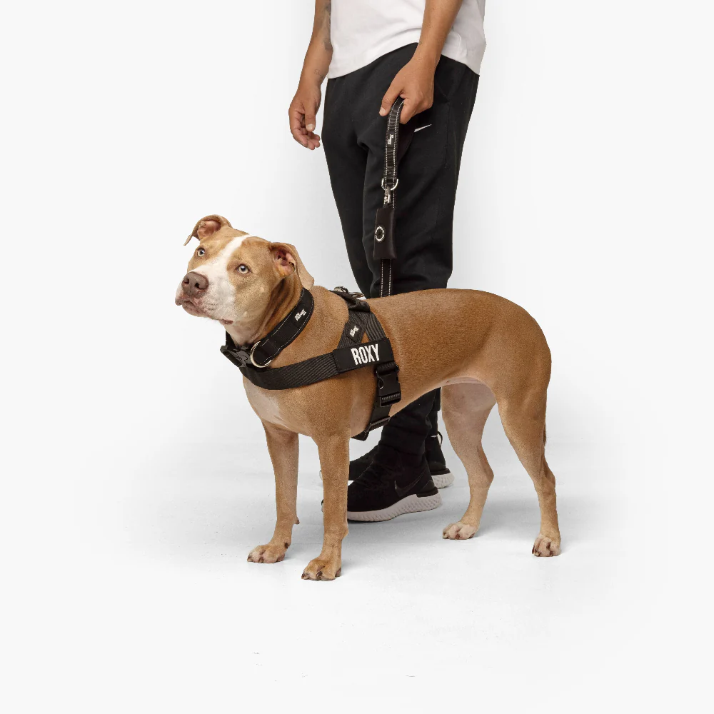 Dog Lovers Pack - Black - Image 17