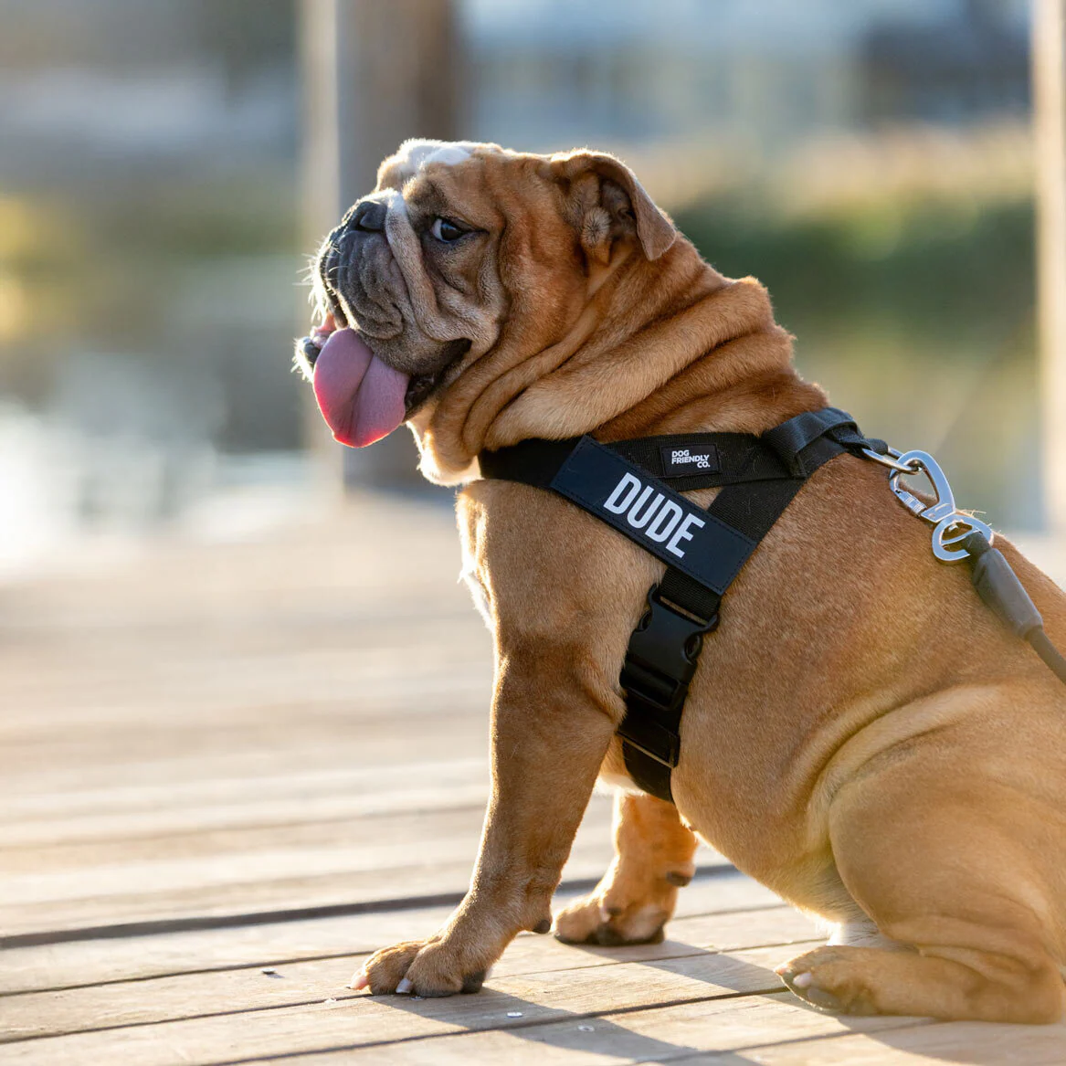 Dog Lovers Pack - Black - Image 18