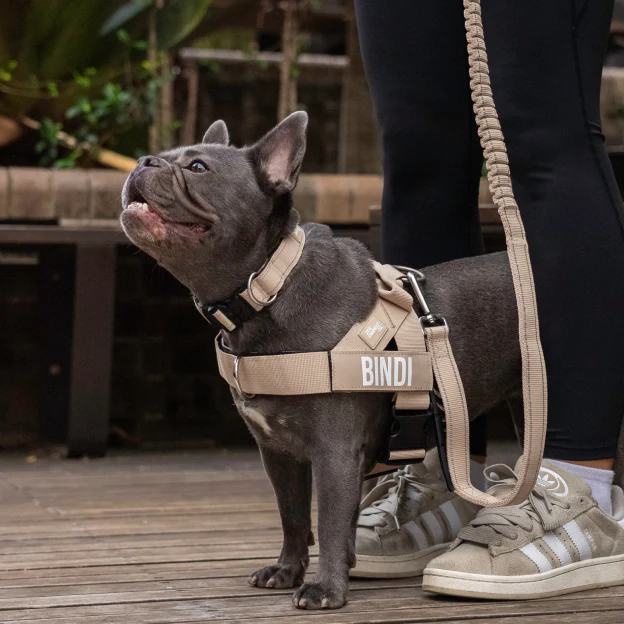 Dog Lovers Pack - Brown - Image 18