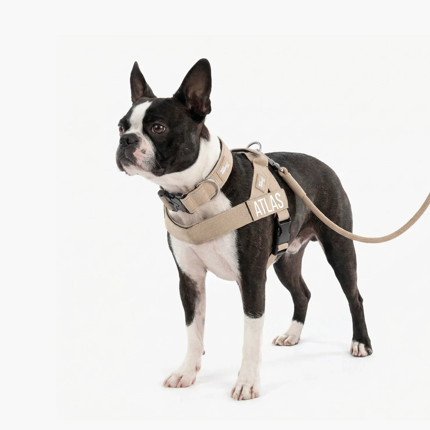 Dog Lovers Pack - Brown - Image 5