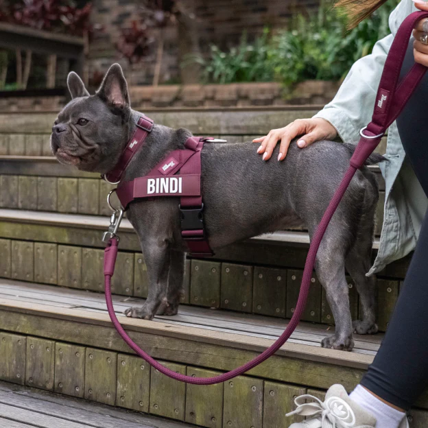 Dog Lovers Pack - Burgundy - Image 11