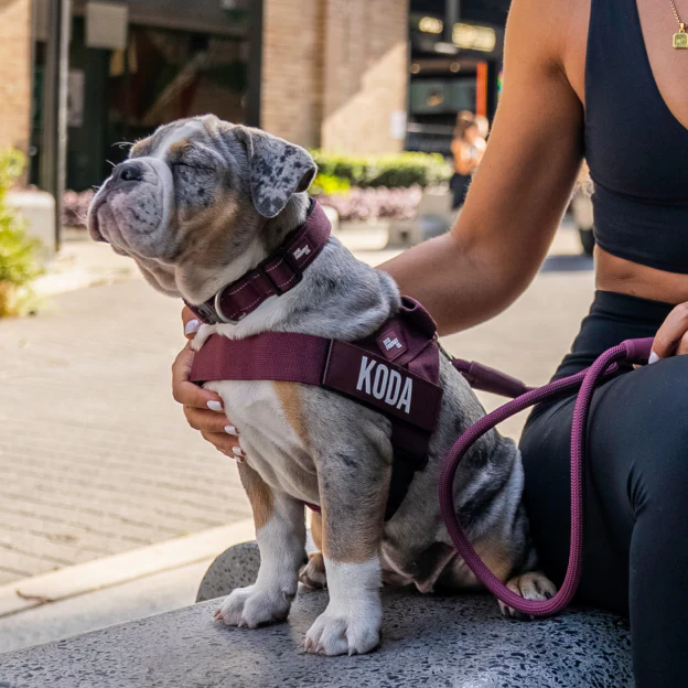 Dog Lovers Pack - Burgundy - Image 13