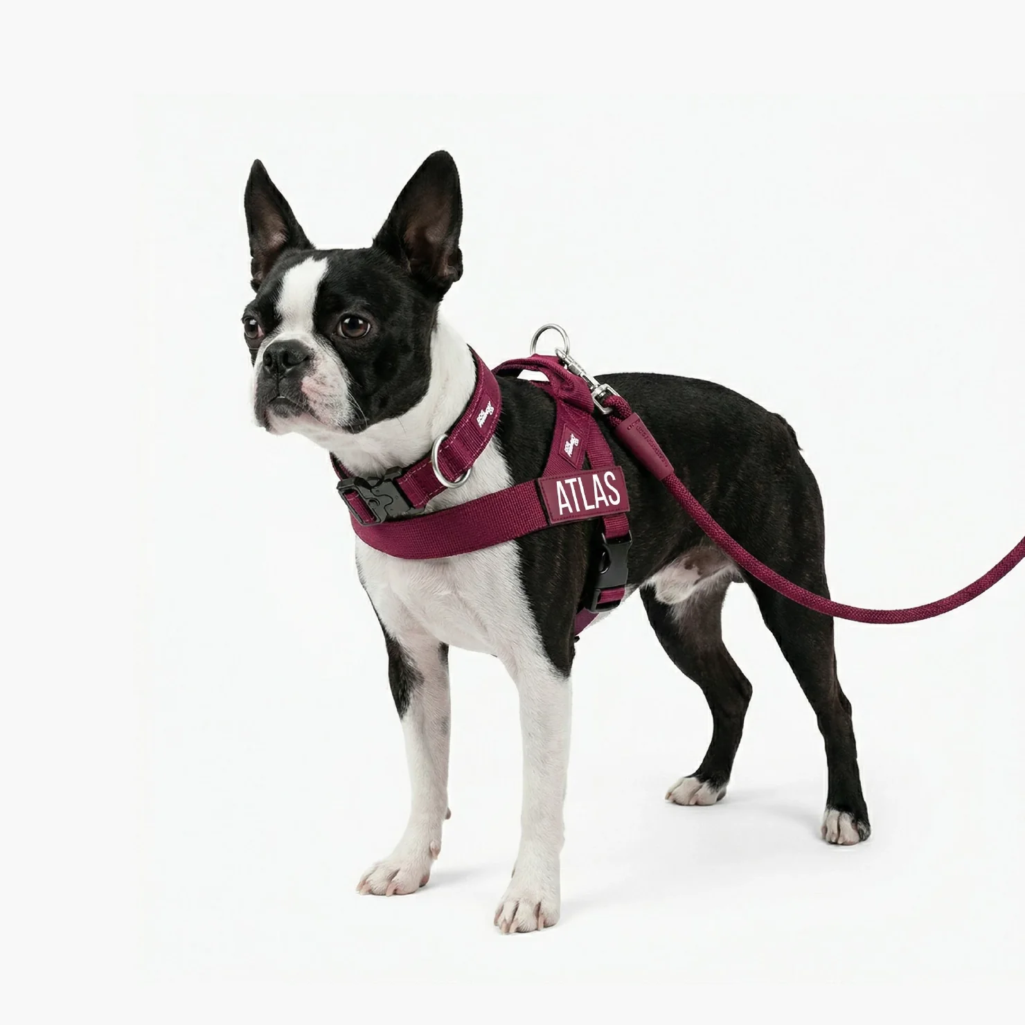 Dog Lovers Pack - Burgundy - Image 5