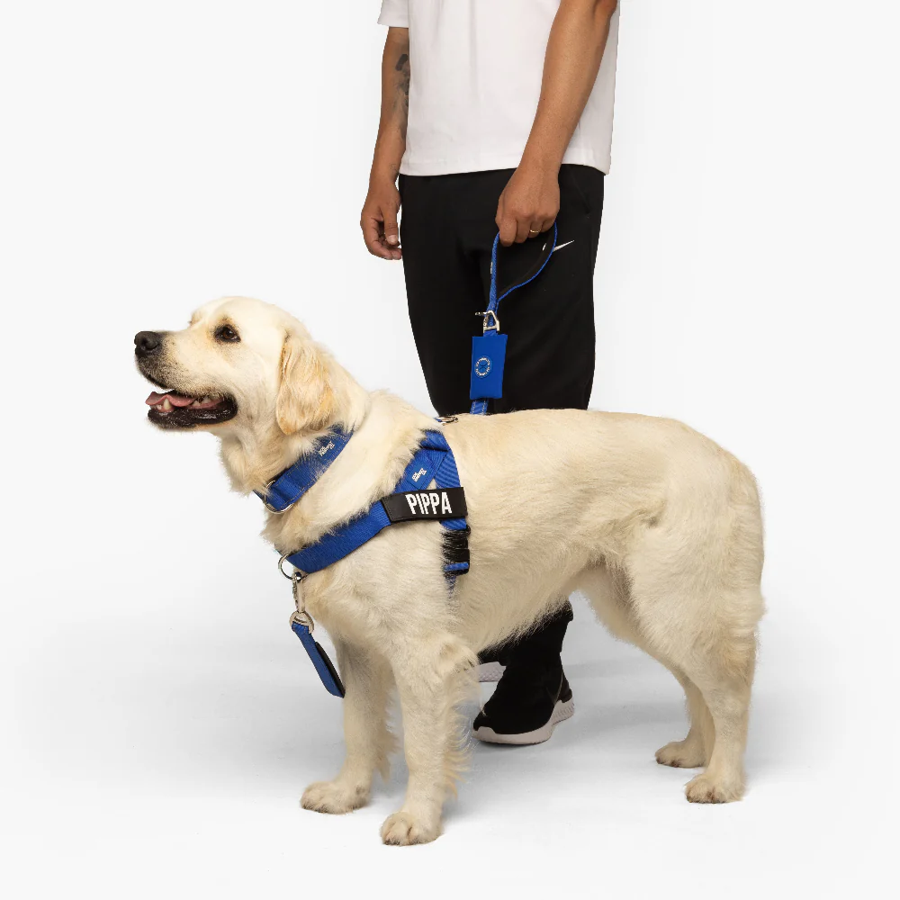 Dog Lovers Pack - Classic Blue - Image 13