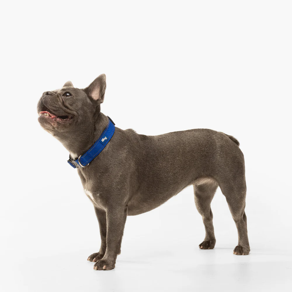 Dog Lovers Pack - Classic Blue - Image 9